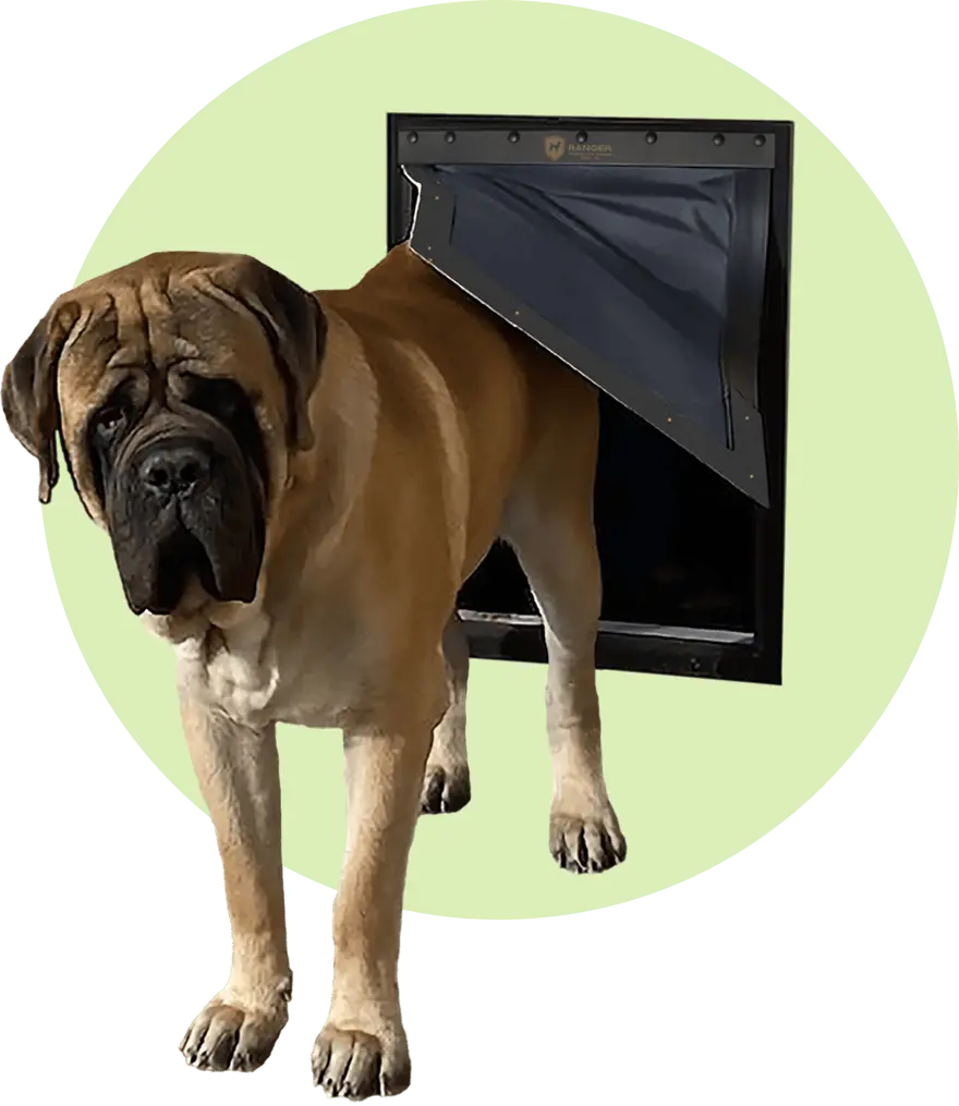 Mastiff exiting RANGER insulated dog door