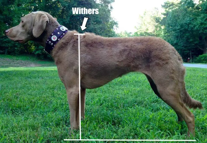 Dog with illustration of how to measure to the withers