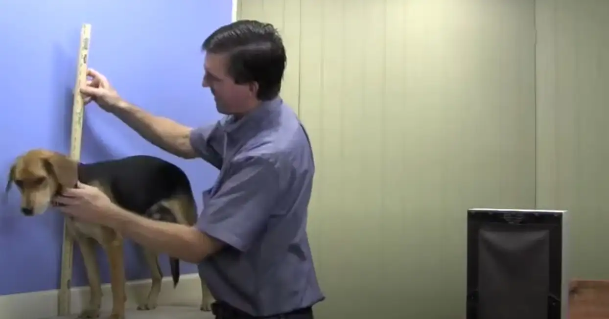 Vidcap showing measurement of dog height