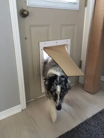 Australian shepherd entering home through a RANGER Pet Door