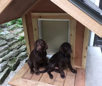 Puppies in front of dog house with RANGER Pet Door