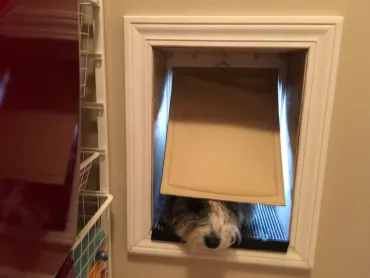 Dog poking head inside, using RANGER Pet Door