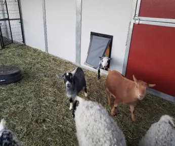 Goats using RANGER Pet Door