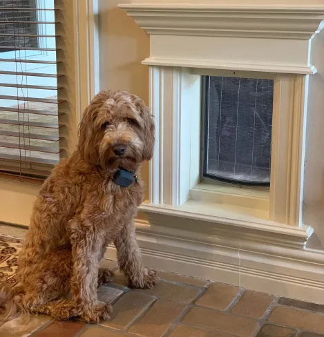 Dog standing in front of its handsomely-trimmed RANGER Pet Door