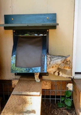 Shelter cat using RANGER Pet Door to exit home