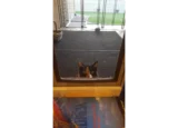 Cat peeking into RANGER cat door