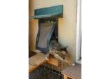Large cat exiting RANGER cat door