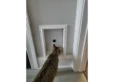 Cat looking at locked RANGER cat door
