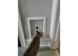 Cat looking at locked RANGER cat door
