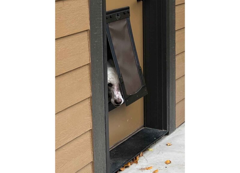 Dog_Exit Dog poking head through pet flap