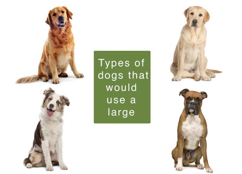 Large-Dog-Examples types of dog that would use a large include golden retriever, lab, Australian shepherd, boxer
