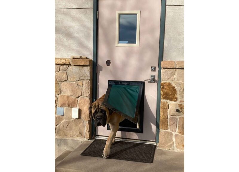 Mastiff_Exit Large dog walking through pet door