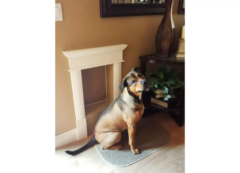 WM-Lifestyle-Interior Dog sitting by pet door