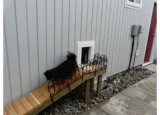Small dog walking down ramp
