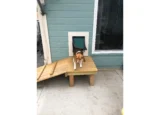 Beagle exiting pet door
