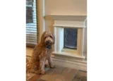 Dog sitting next to pet door