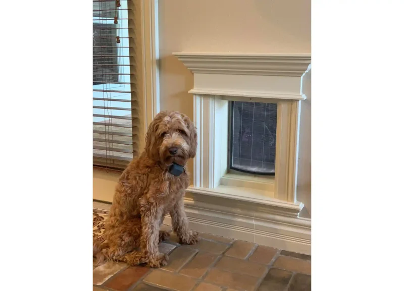 WM-Lifestyle-clear Dog sitting next to pet door