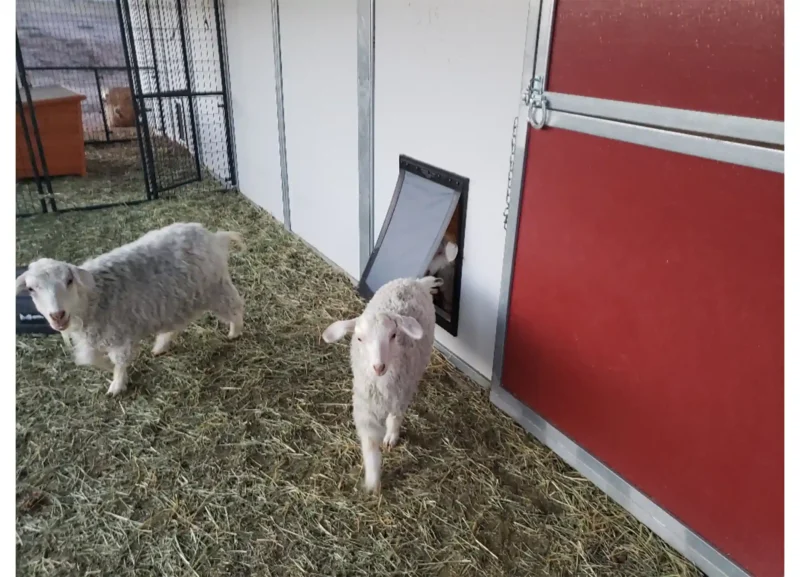 WM-Lifestyle-goat Sheep exiting pet door